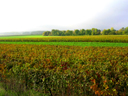 Vineyards near Nuits-St-Georges