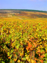 Vineyards near Nuits-St-Georges