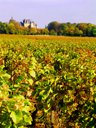 Near Gevrey-Chambertin