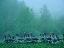 Dordogne Geese, Near Lacave, France