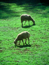 Sheep Farm Near Souillac