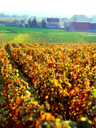 Vineyards between Nuits-St-Georges and Gevrey-Chambertin