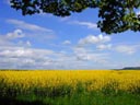 Rothenburg Field