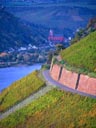 Rhine Vineyards, Kaub, Germany