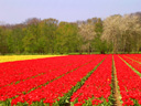 South Holland Bulb Fields