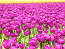 Bulb Fields, Zuid-Holland Province, Holland