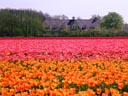 South Holland Bulb Fields