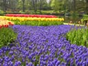 Keukenhof Gardens