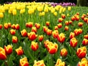 Keukenhof Gardens