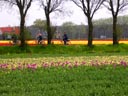 South Holland Bulb Fields