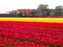 South Holland Bulb Fields