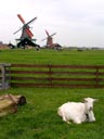 Zaanse Schans Open-air Museum, Noord-Holland Province, Holland