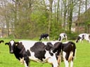 Friesland Cattle