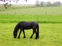 Friesland Horse