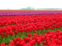 Bulb Fields, Friesland Province, Holland
