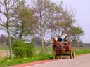 Horse-drawn Carriage, Near Hogebeintum, Holland