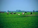 Cattle near Damwoude