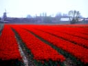 Bulb Fields, Friesland Province, Holland