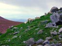 Mount Evans