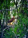 Juvenile Swainson's Hawk