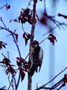 Downy Woodpecker, Broomfield, Colorado