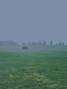 Bison in Geothermal Area