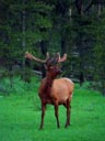 Elk in Velvet