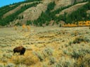 Bison near Moose Junction